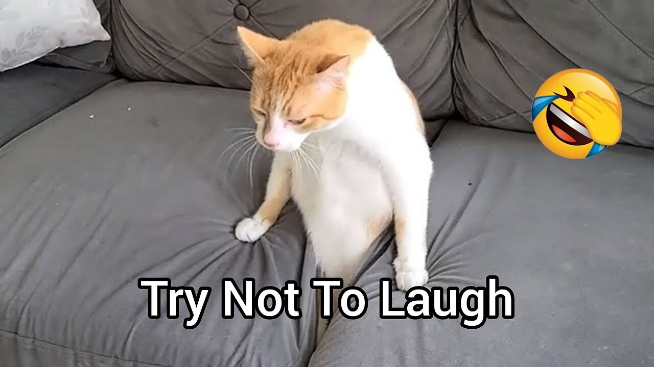 Try Not To Laugh 🤣 New Funny Cats Video 😹Part 1