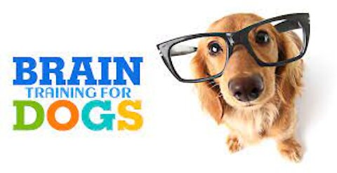 How to Learn to Brain Training For Dogs