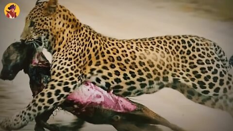 Leopard Attack