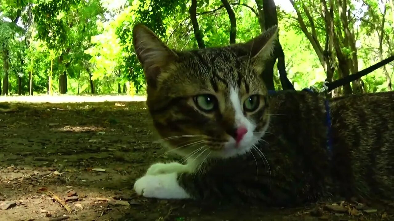 Sweet Cat Travels in the Forest