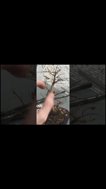 Snowberry Bonsai #shorts