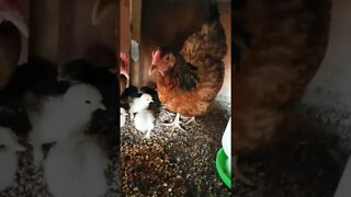 Forest has 7 babies 6th November 2022