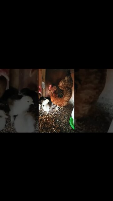 Forest has 7 babies 6th November 2022