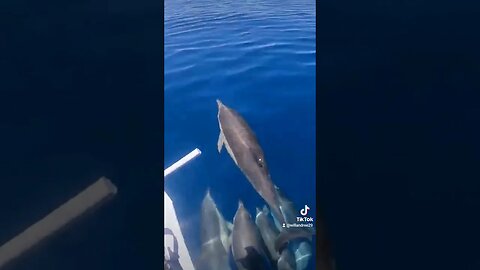 beautiful day with #dolphins on our way to #sanclementeisland #catalina #socal