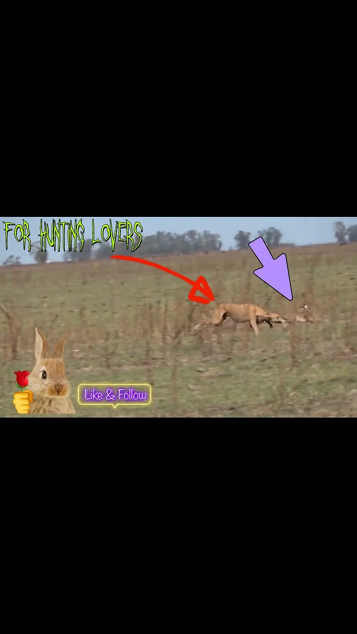 Fastest Greyhounds Vs high speed Hare | Los galgos más rápidos contra el conejo de alta velocidad