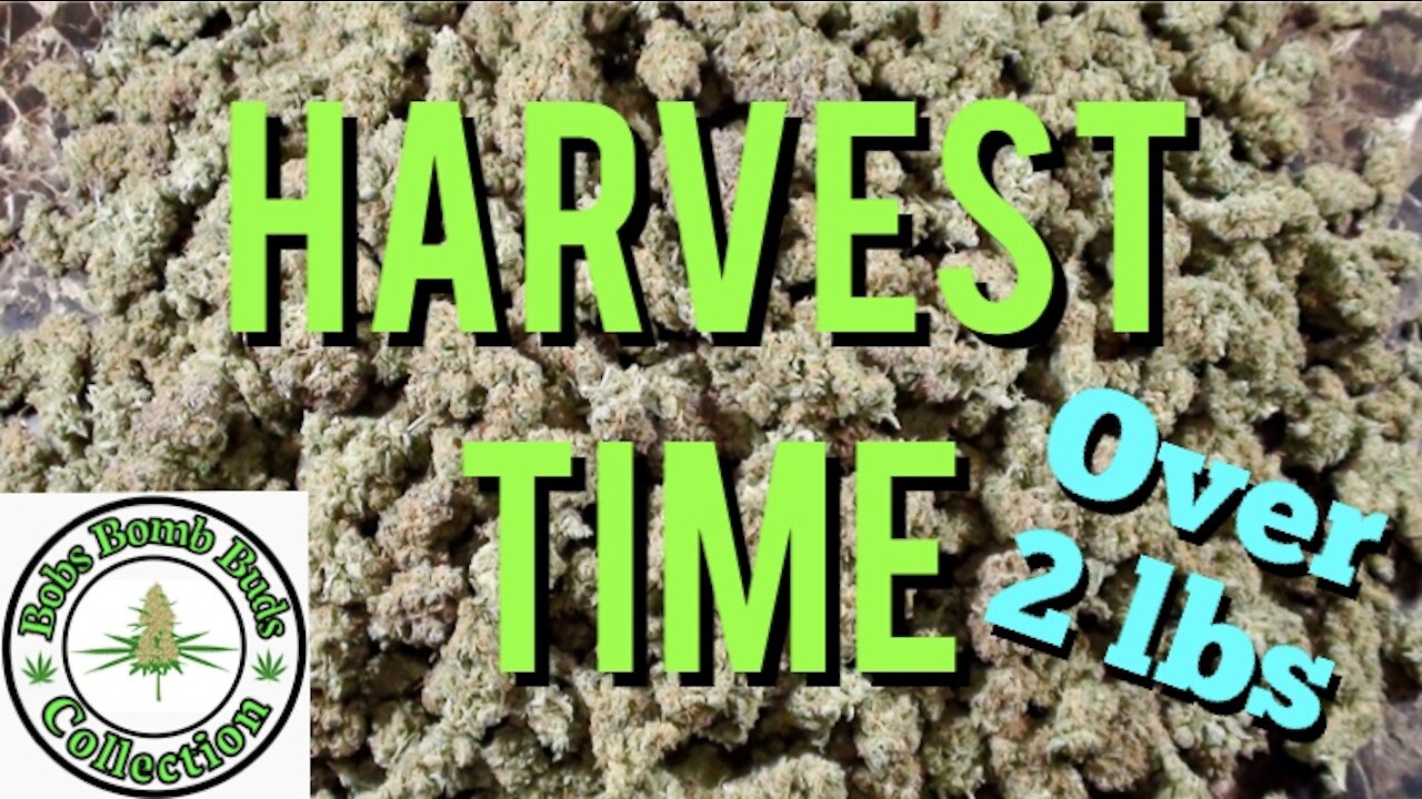 My Cannabis Crop Harvest From My 4 Part Video on: The 4 Stages of Flowering Cannabis.