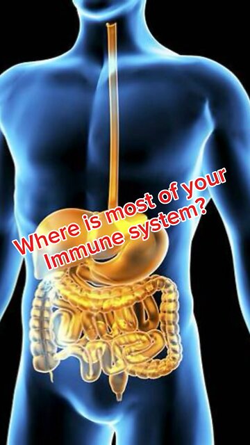 The Immune System