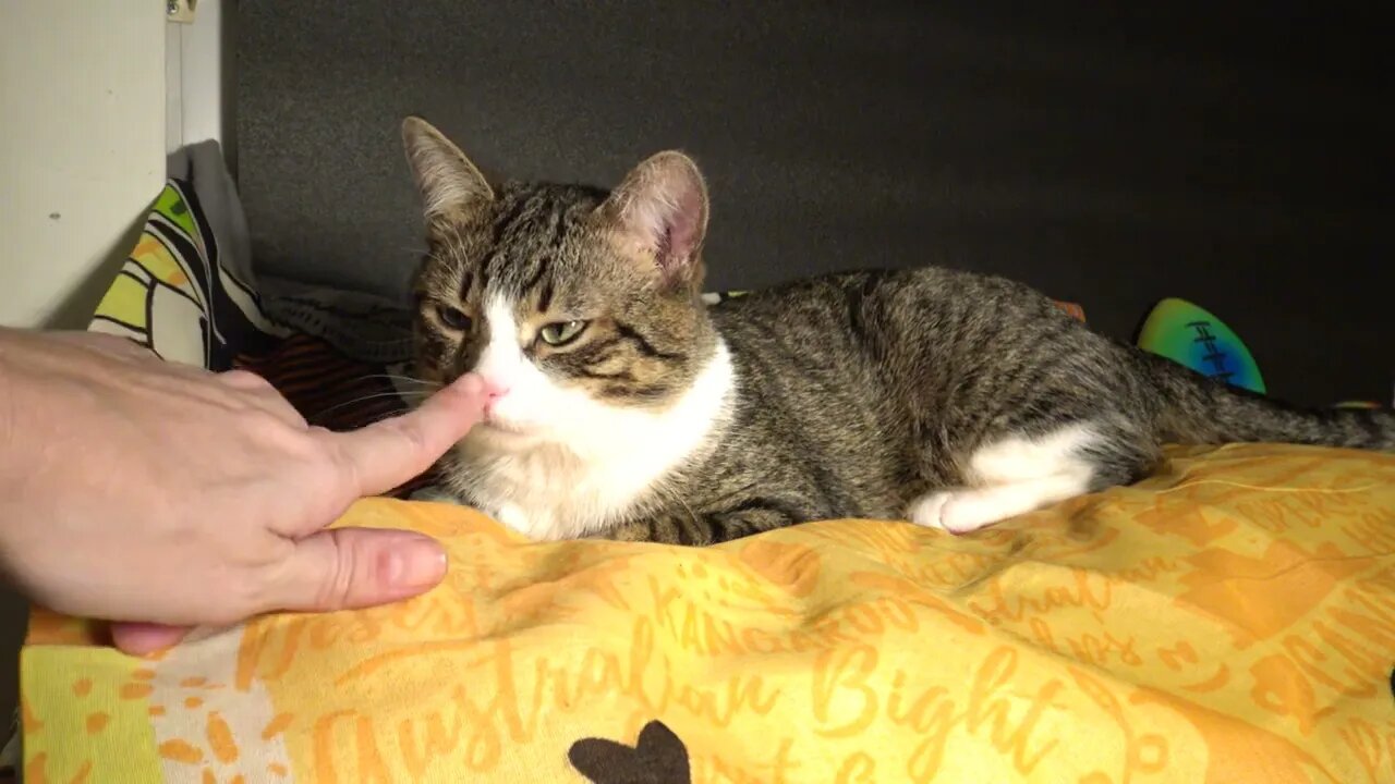 That Irresistible Cat Nose