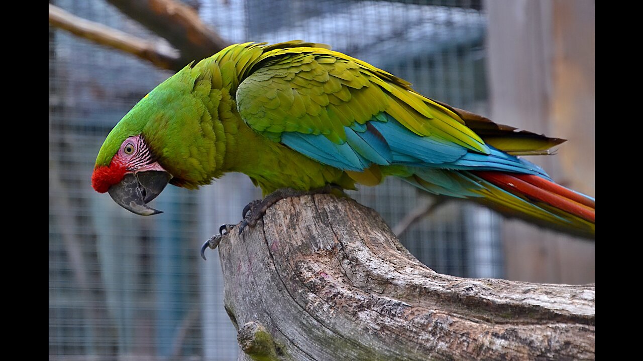 Talking parrot asks squirrel to speak with him Parrot funny 2021