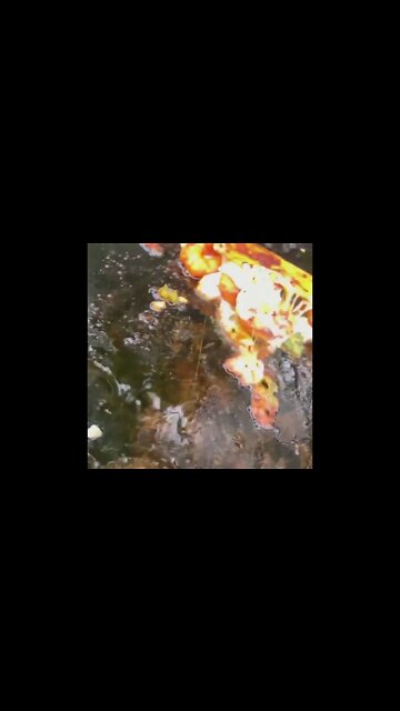 Shrimp tacos | @fatcharlesbbq on IG 🦐🌮 #shortsvideo #shorts