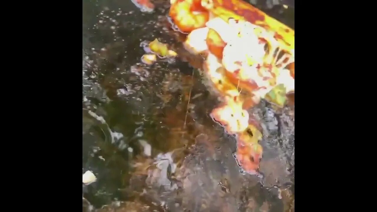 Shrimp tacos | @fatcharlesbbq on IG 🦐🌮 #shortsvideo #shorts