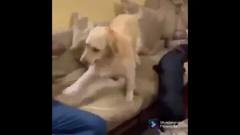 Sneaky Dog