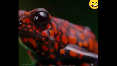 the survival life of the poison dart frog mother in the wild