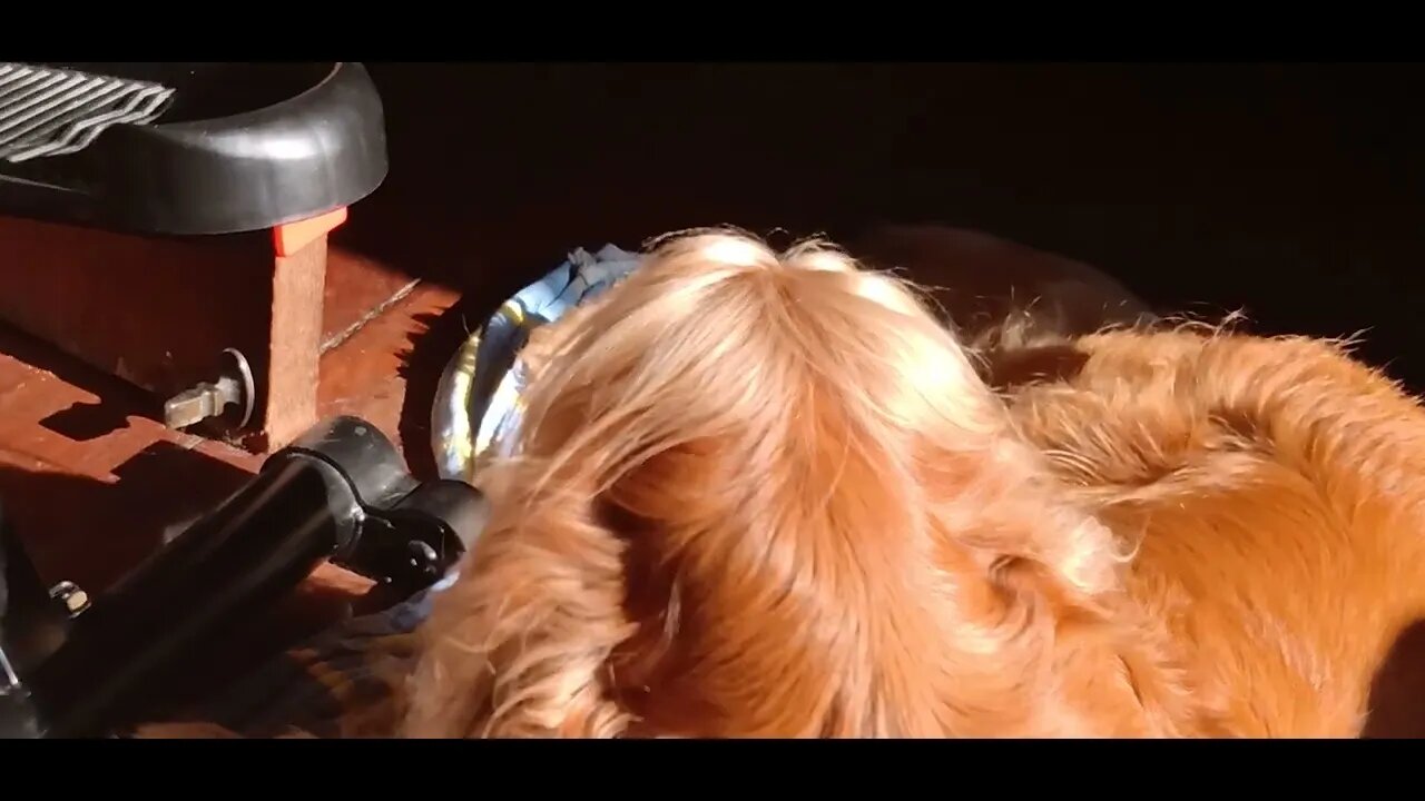 #dogshow , #animals ,