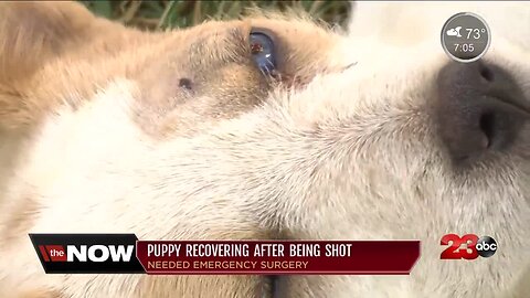 Puppy recovering after being shot in the head