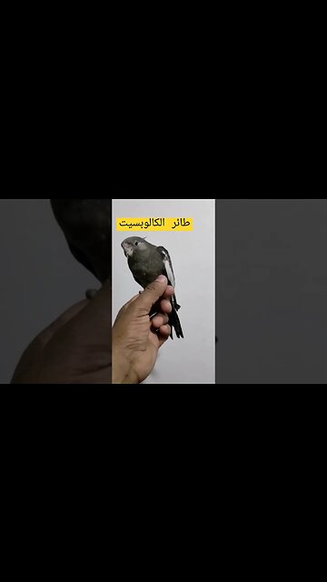 تدريب طائر الكالوبسيت ألبينو كيوت روعة