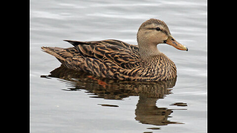 Friday on the pond