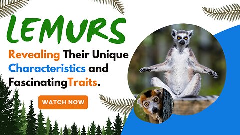 Lemurs, Revealing Their Unique Characteristics and Fascinating Traits.