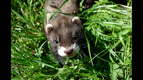 Ferrets Doing things /Cute & Funny / Compilation