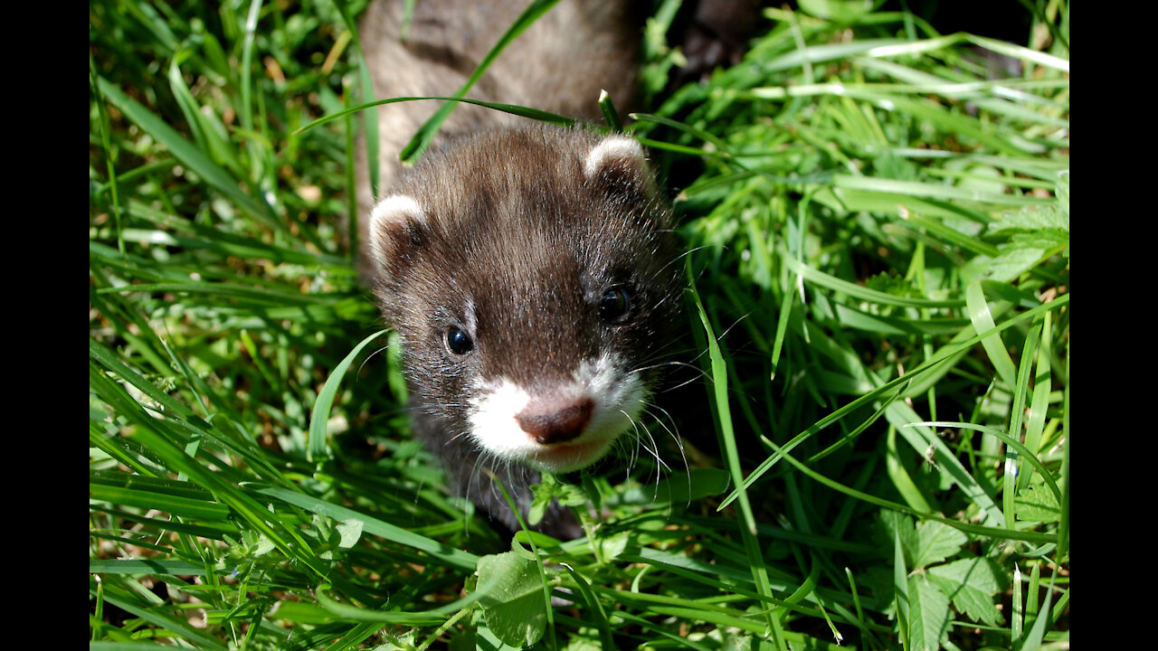Ferrets Doing things /Cute & Funny / Compilation