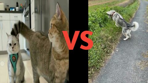 CUTE CAT VS DOG FIGHTS Who Win ?