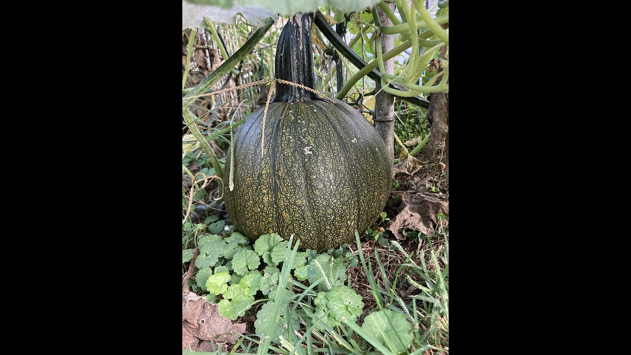 Volunteer pumpkins starting to ripen
