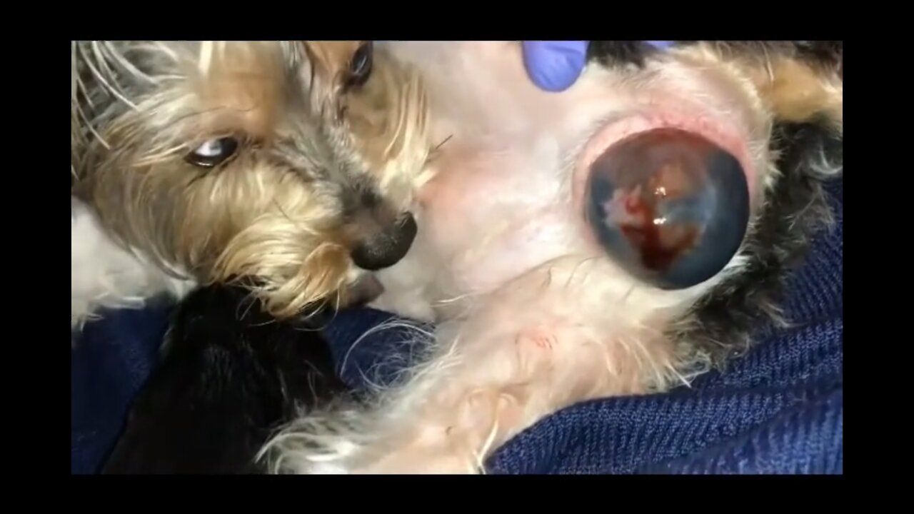 Yorkie female birth cute puppy @AMAZING