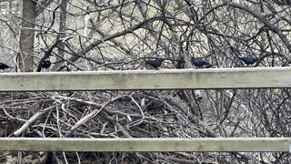 Black Birds of James Gardens Toronto