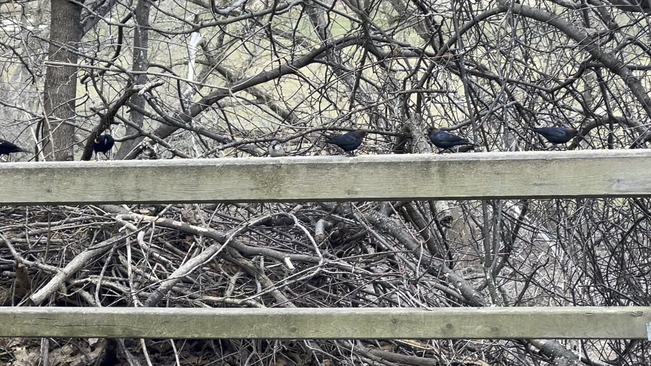 Black Birds of James Gardens Toronto