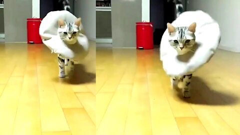 Funny cut cat amazing video 2021