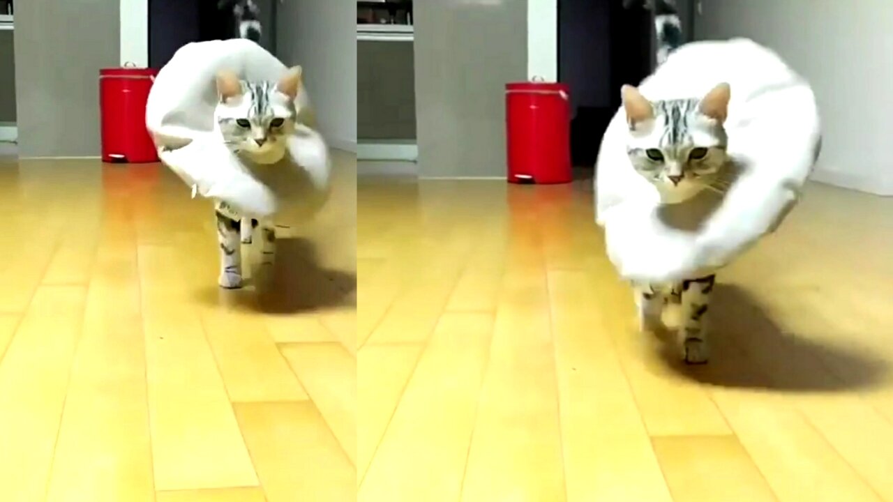 Funny cut cat amazing video 2021