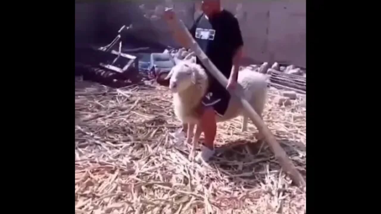 hhhh #funny #animals