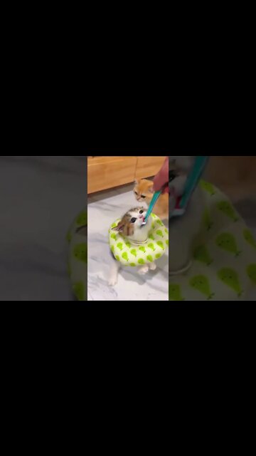 1Min Animal World #dogs #cats #pet