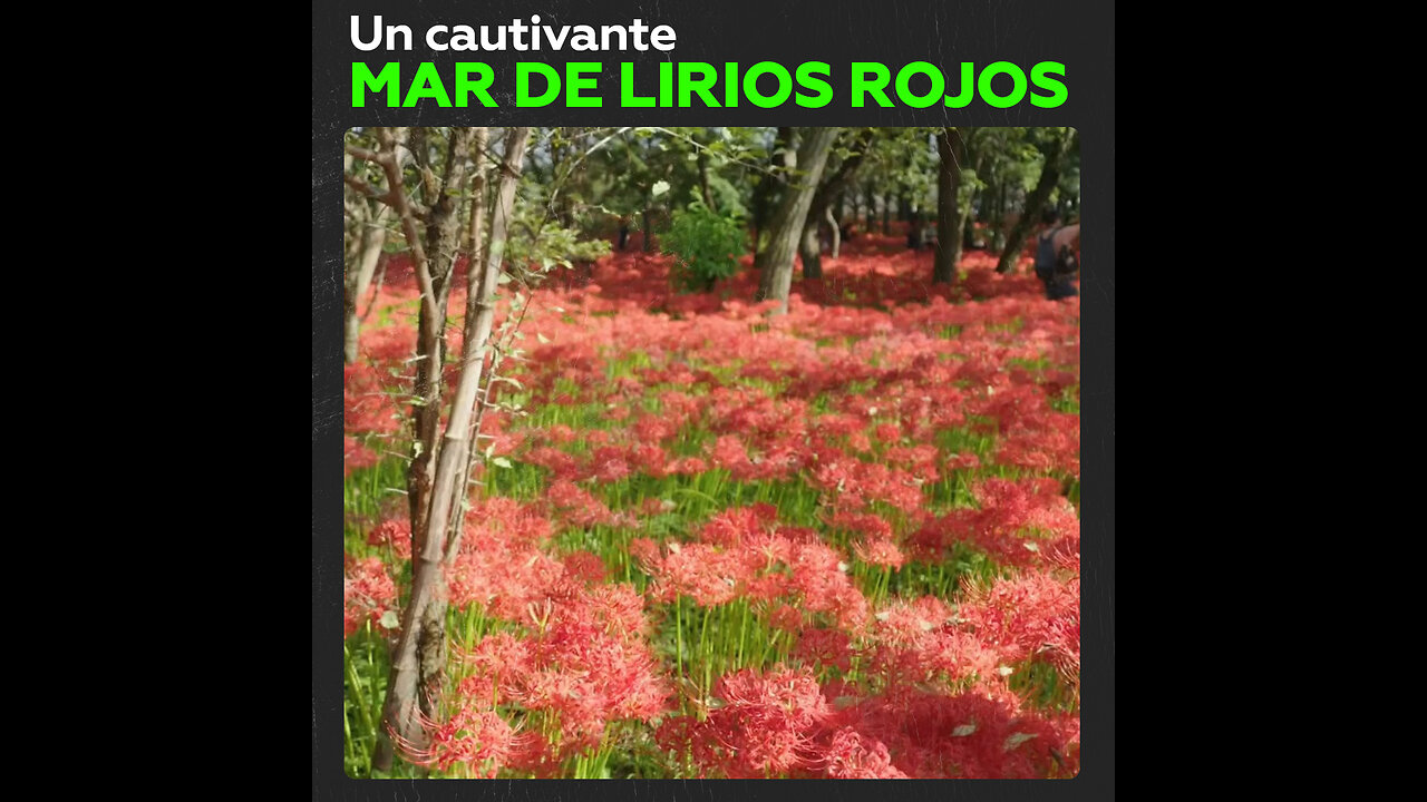 Visitantes disfrutan de millones de lirios rojos en parque japonés