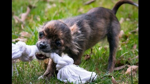 Dogs! Defend yourself from them when they get aggressive