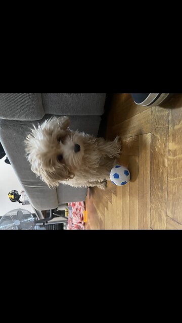 Maltipoo Puppy Doing Her Antics 😈