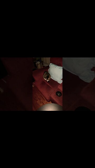 My Cats Curled Up on the Couch 🐱