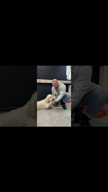 Dog chiropractor cracking the dog's paws