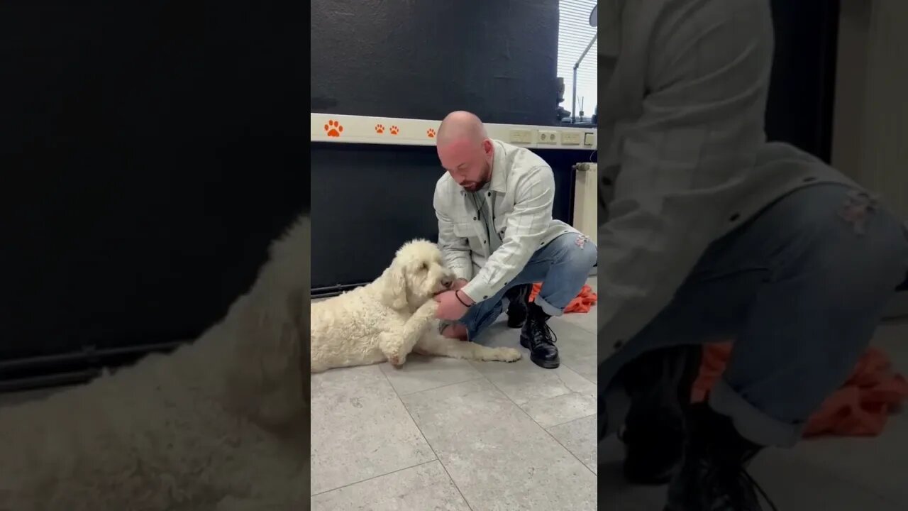 Dog chiropractor cracking the dog's paws