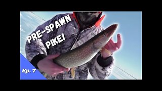 Late Ice Pike, Pre-Spawn Pike on Green Bay