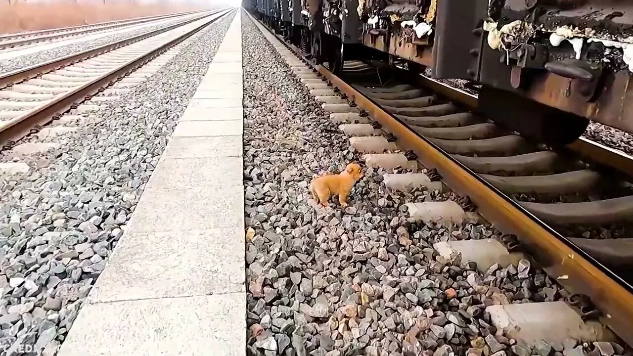 30 Animals That Asked People For Help & Kindness !-2