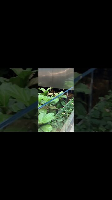 Cathcart Montreal resto full pack of people