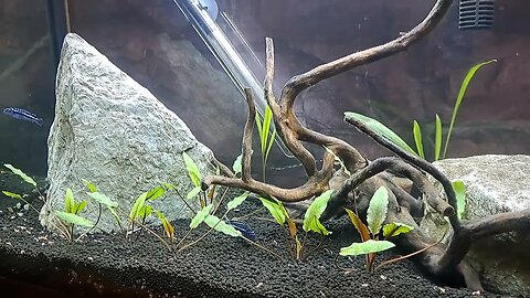 37 Gallon Live Plants. African Cichlid Lake Malawi Mbunas!