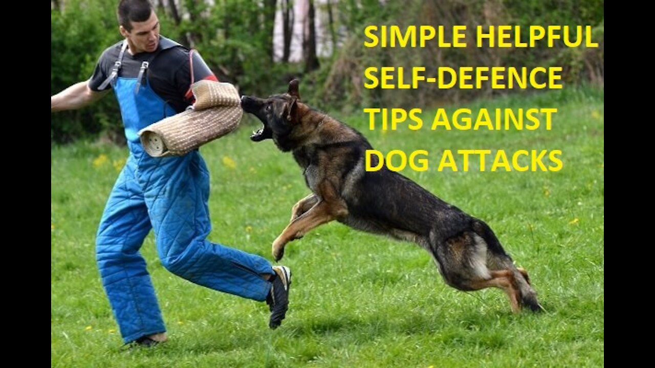 Learn Simple Tips On How to Defend Yourself Against Wild Dogs