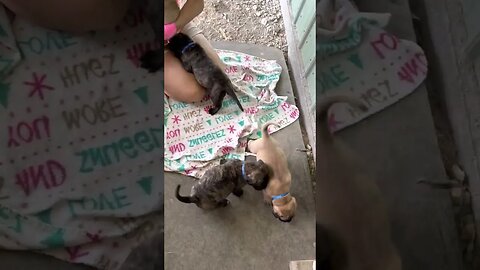 Cinnamon puppies coming outside. LonelyCreek bullmastiff