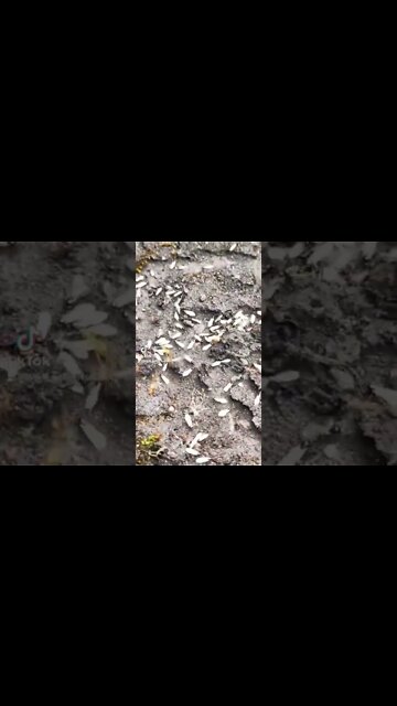 Lasius Flavus #antkeeping #wildlife #animals #outdoors