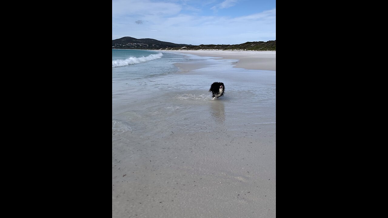 Dog and Dolphins