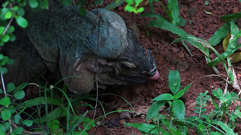 A unique reptile hiding in plants-moments of amazing Mother Nature 4k/30fps