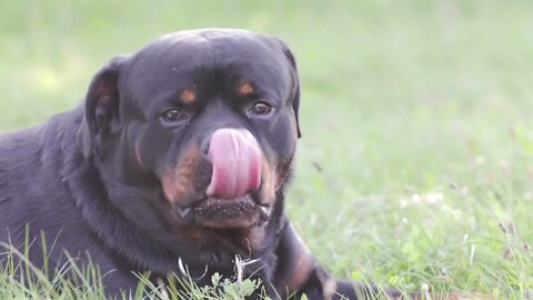 Rottweiler dog, Funny cute pets lovers,