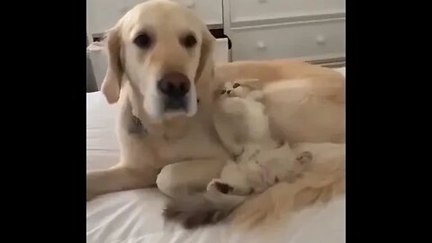 PLAYING CAT VIDEO MEAWWW